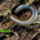 How Many Legs Does the Interesting American Giant Millipede Have?