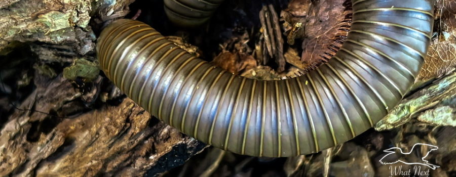 An American giant millipede goes into protective mode when disturbed. Protective mode includes curling up into a tight circle exposing only the outer back.