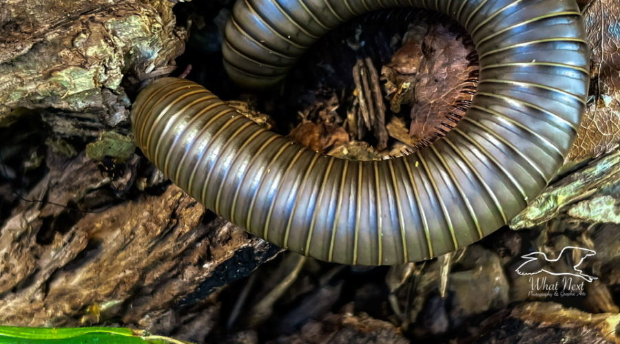 An American giant millipede goes into protective mode when disturbed. Protective mode includes curling up into a tight circle exposing only the outer back.