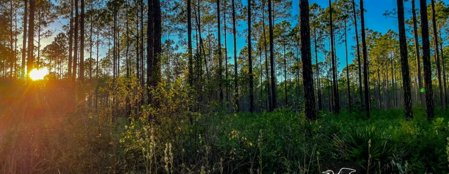 A typical longleaf pine savanna has pines as the major component of the upper story with smaller brush below.