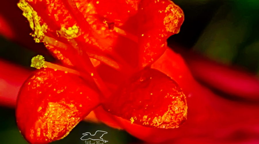 This photo shows a bright red coral honeysuckle flower from the open end, down into the throat of the trumpet shaped flower.