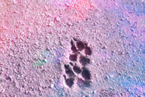 Dog tracks can easily be seen in the wet sand after a rain. The sand is enhanced with a rainbow of colors.