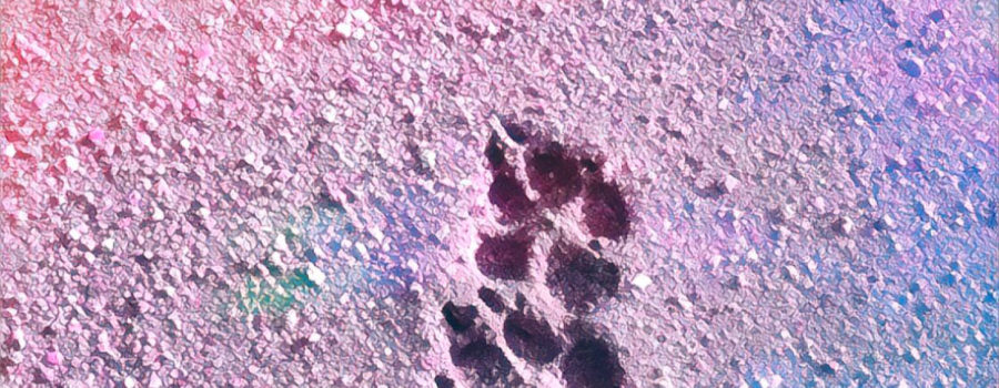 Dog tracks can easily be seen in the wet sand after a rain. The sand is enhanced with a rainbow of colors.