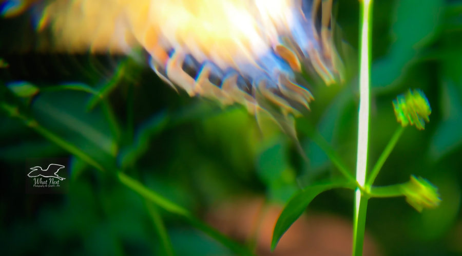 An Eastern tiger swallowtail butterfly takes off away from it’s perch on a flower.
