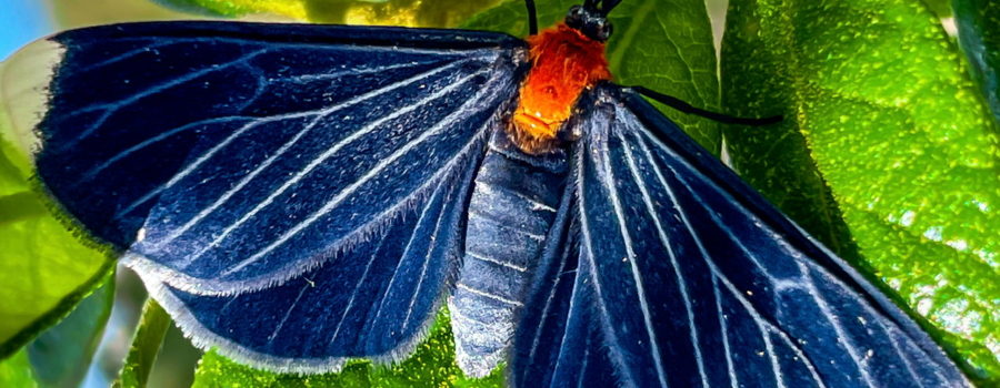 A white tipped black is an extraordinary moth in several important ways.
