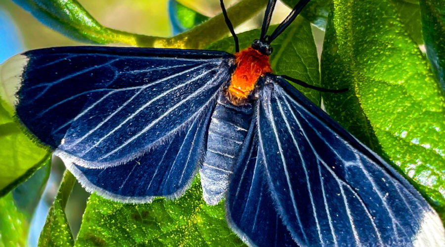 A white tipped black is an extraordinary moth in several important ways.