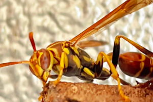 A queen paper wasp works diligently on the nest that will house her colony.