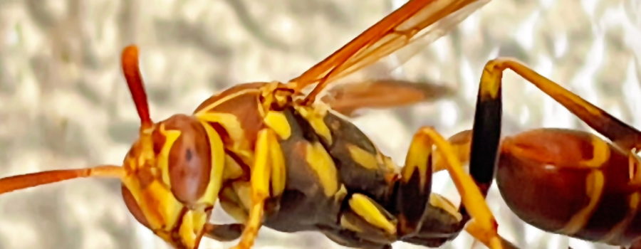 A queen paper wasp works diligently on the nest that will house her colony.