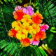 The Lantana Bush has Some Unusually Colorful Spring Flowers