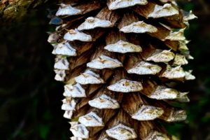 The scales of a pine cone compliment the scaly bark on the branch where it hangs.
