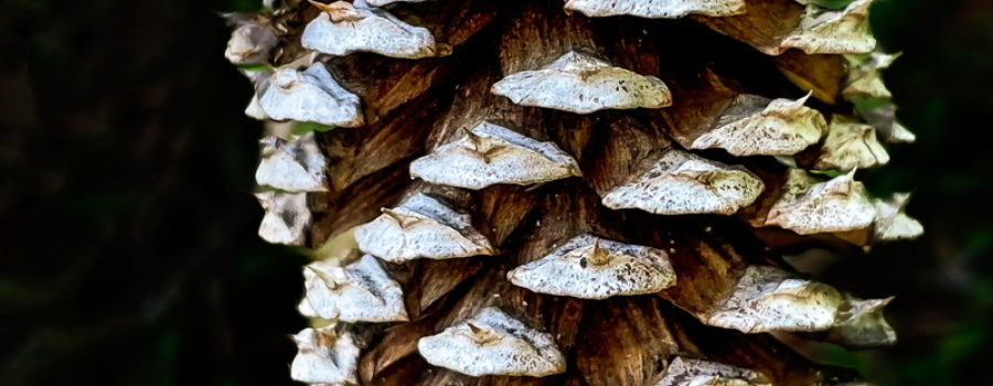 The scales of a pine cone compliment the scaly bark on the branch where it hangs.