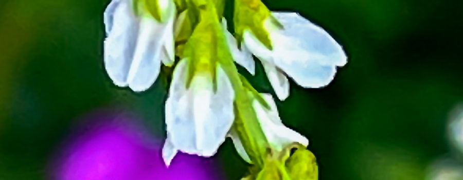 A spray of white sweetclover is seen against a background of pink phlox flowers.