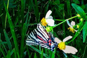 A hungry zebra swallowtail flutters it’s wings while feeding. The fluttering really helps show it’s beautiful colors.