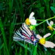 A Zebra Swallowtail is Unusual in the Sandhills