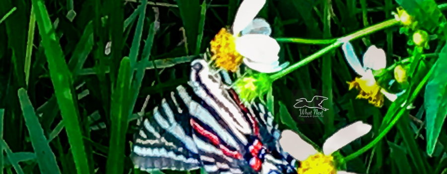 A hungry zebra swallowtail flutters it’s wings while feeding. The fluttering really helps show it’s beautiful colors.