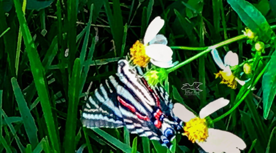A hungry zebra swallowtail flutters it’s wings while feeding. The fluttering really helps show it’s beautiful colors.