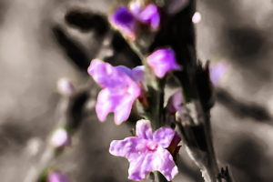 Beautiful tiny lilac colored flowers adorn Texas verbena in the spring and summer.
