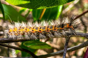 The beautiful salt marsh caterpillar comes in a variety of colors, but they are always fuzzy.