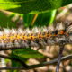The Salt Marsh Caterpillar Come in Various Interesting Colors