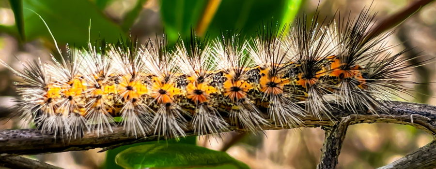 The beautiful salt marsh caterpillar comes in a variety of colors, but they are always fuzzy.