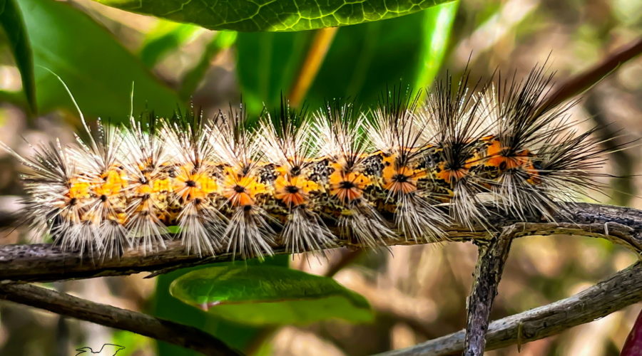 The beautiful salt marsh caterpillar comes in a variety of colors, but they are always fuzzy.