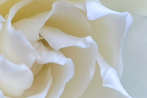 A closeup image shows the intricate details of a splendid gardenia flower in it’s prime.