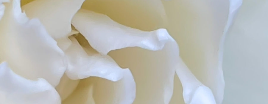 A closeup image shows the intricate details of a splendid gardenia flower in it’s prime.
