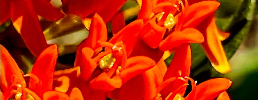 The luminous orange flowers of butterfly weed are shown close up in this image.