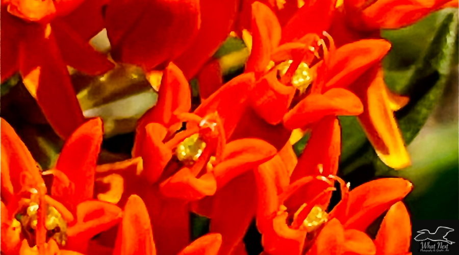The luminous orange flowers of butterfly weed are shown close up in this image.