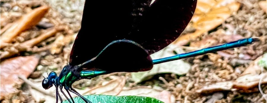 An ebony jewel wing damselfly flashes its wings as a signal to others.