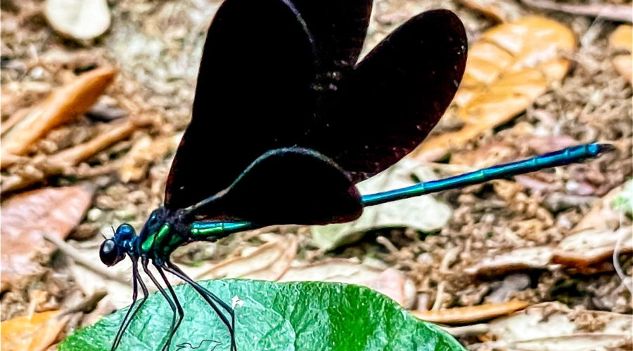 An ebony jewel wing damselfly flashes its wings as a signal to others.