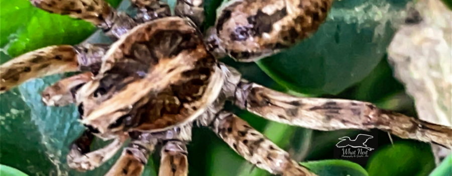 This white banded fishing spider was cleaning itself up, much like a cat would, after getting wet.