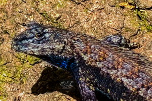 A male Eastern fence lizard cautiously surveys it’ surroundings for signs of danger.