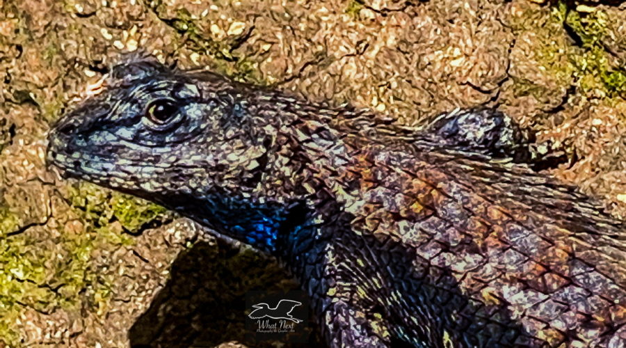 A male Eastern fence lizard cautiously surveys it’ surroundings for signs of danger.