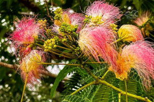 A bunch of mimosa flowers and buds make a beautiful display with on a background of the tree’s complex leaves.