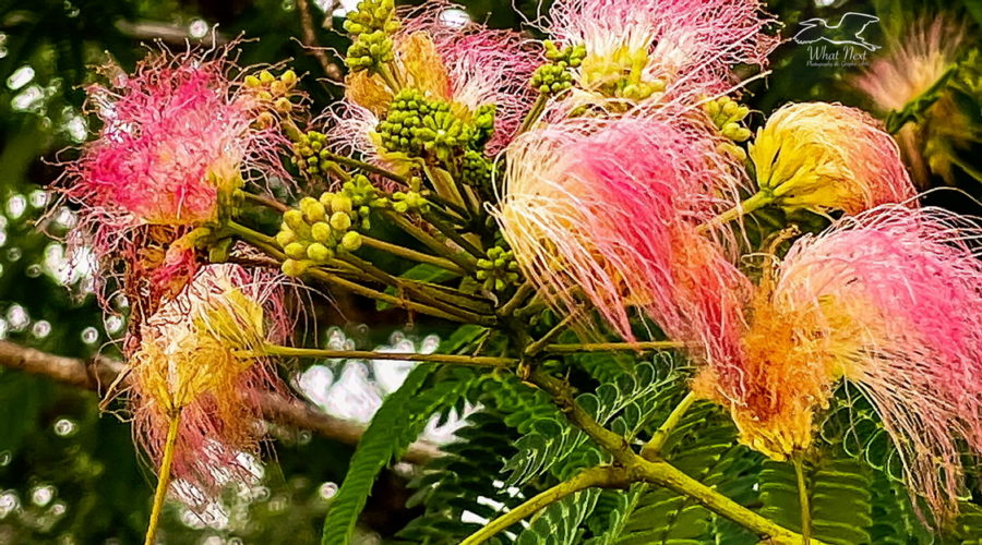A bunch of mimosa flowers and buds make a beautiful display with on a background of the tree’s complex leaves.