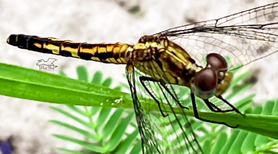 Dragonlets are very small dragonflies. The little blue dragonlet is generally an inch or less long.