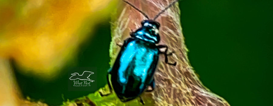Beetles of the genus Altica are better known as flea beetles.