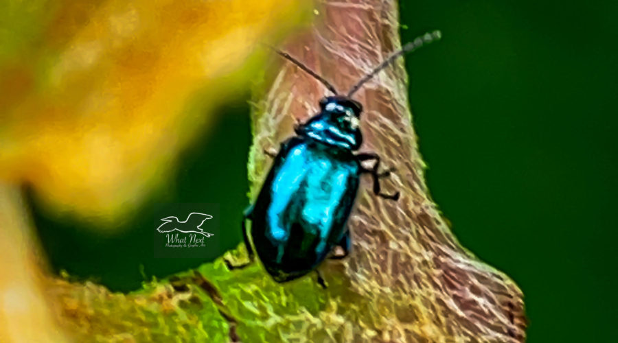 Beetles of the genus Altica are better known as flea beetles.