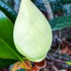 A Southern Magnolia Bud Provides Hope for an Amazing   Flower