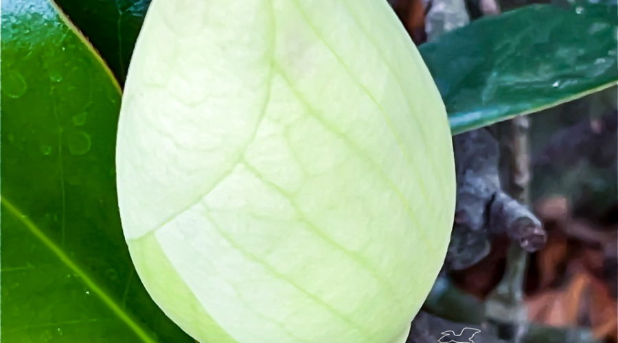 A large magnolia tree bud provides the hope for another beautiful blossom.
