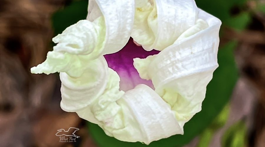The view down the throat of a partially closed Alamo vine flower shows the beautiful colorful center.