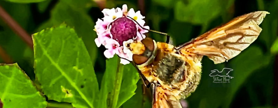 A bee fly feeds ravenously on a turkey tangle flower.