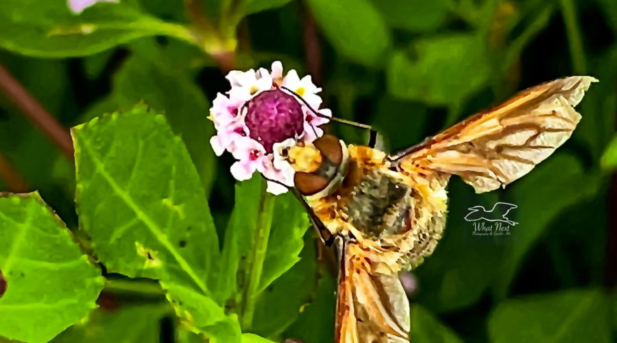 A bee fly feeds ravenously on a turkey tangle flower.