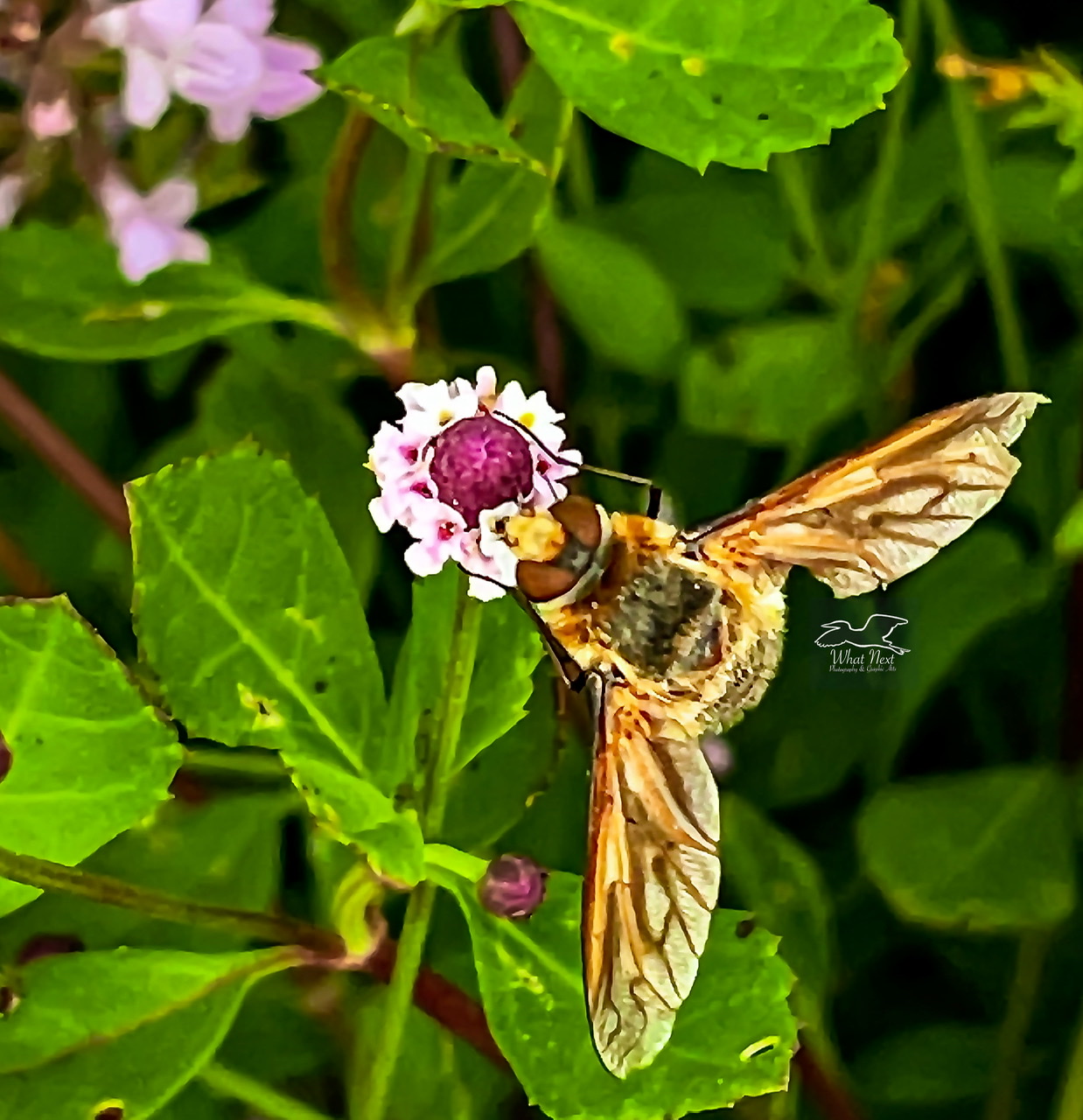 Flies That Look Like Bees What Next Photography Graphic Arts   88D54C49 3DD6 42AD A39A 3F9E6B490229 