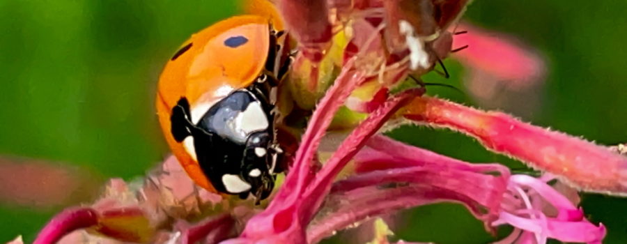 This seven spotted ladybug is in the process of crawling through the flowers of this wild plant.