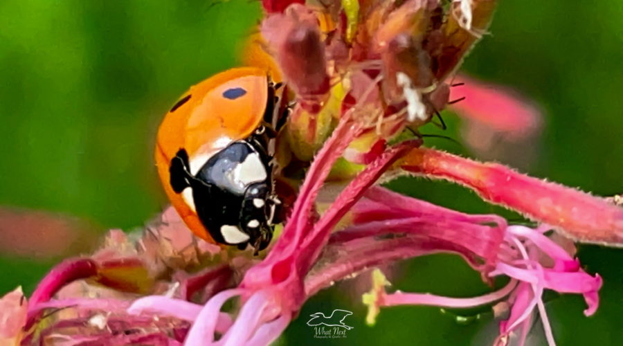 This seven spotted ladybug is in the process of crawling through the flowers of this wild plant.