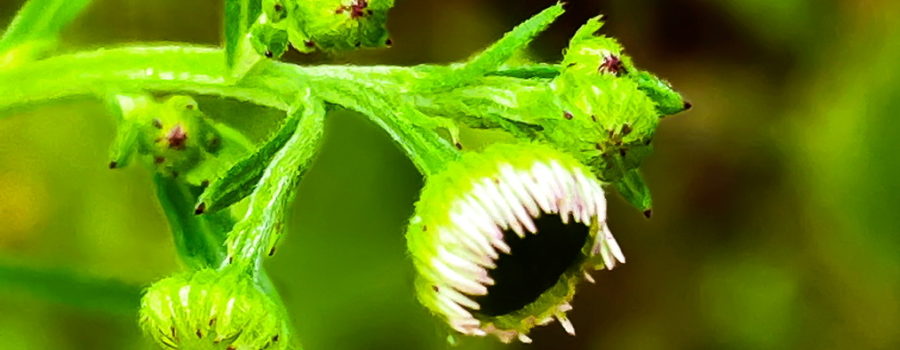 A cluster of daisy fleabane buds are in various stages of opening in mid spring.