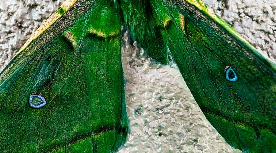 This beautiful representation of a Polyphemus moth has been recolored in shades of green and yellow.