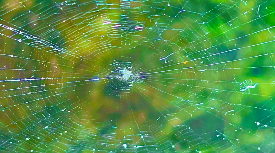 An orb weaver web twinkles in the afternoon sunlight.